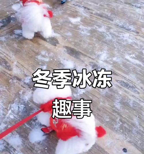 银装素裹下的冬天趣事（雪中狂奔，暖心慈善，冰上嬉戏）-第3张图片-学作网